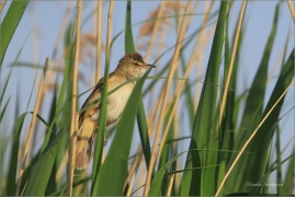 <p>RÁKOSNÍK VELKÝ (Acrocephalus arundinaceus) Varnsdorf ----- /Great reed warbler - Drosselrohrsänger/</p>